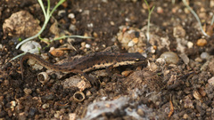 Lissotriton schmidtleri