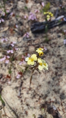 Stylidium diuroides