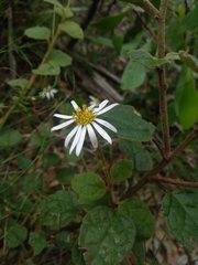 Olearia tomentosa