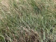 Elymus smithii