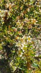 Leptospermum spinescens