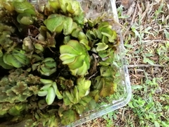 Cyrtobagous salviniae