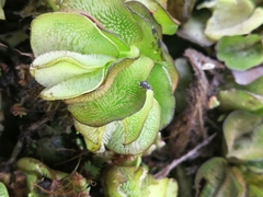 Cyrtobagous salviniae