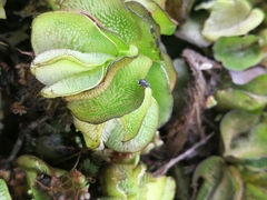 Cyrtobagous salviniae