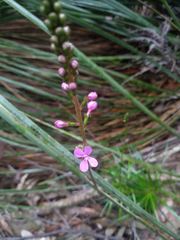 Stylidium productum