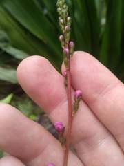 Stylidium productum