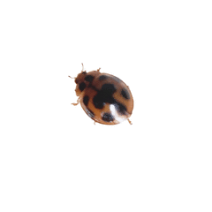Coccinellidae