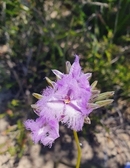 Thysanotus triandrus