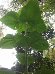 Smallanthus pyramidalis