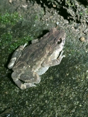 Ingerophrynus parvus