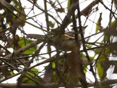 Mecocerculus calopterus