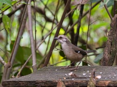 Atlapetes pallidiceps
