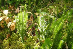 Spinulum annotinum alpestre