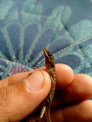 Sphenomorphus melanopogon