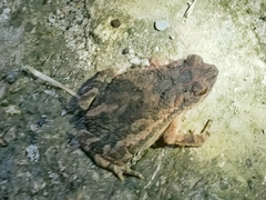 Ingerophrynus parvus