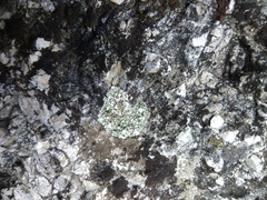 Squamarina cartilaginea