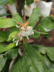 Rauvolfia serpentina