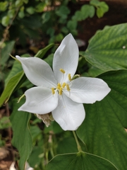 Bauhinia acuminata