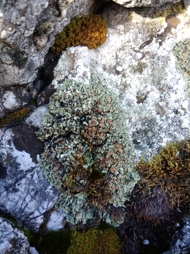 skvamarína chrupkovitá (Squamarina cartilaginea)