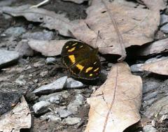 Telenassa berenice