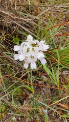 Stylidium crossocephalum