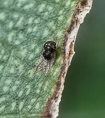 Alloiothucha artocarpi