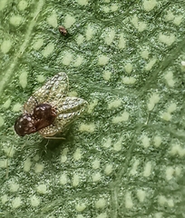 Alloiothucha artocarpi