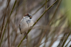 Passer domesticus
