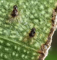 Alloiothucha artocarpi