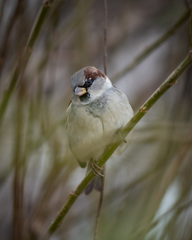 Passer domesticus