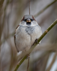 Passer domesticus