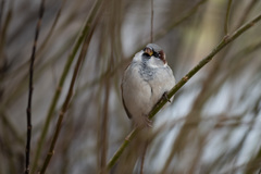 Passer domesticus