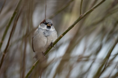 Passer domesticus