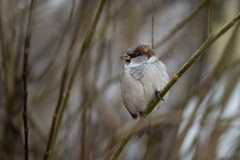 Passer domesticus