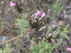 Dianthus polymorphus