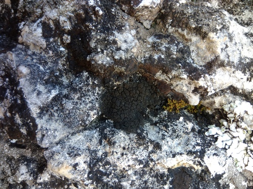 placyntium čierne (Placynthium nigrum)