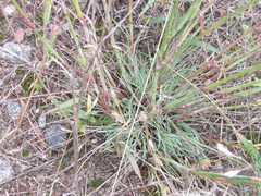 Dianthus polymorphus