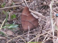 Melanitis leda bankia