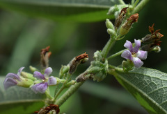 Helicteres semiglabra