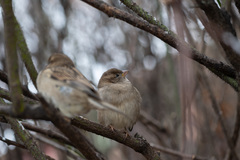 Passer domesticus