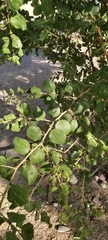 Ziziphus spina-christi
