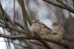 Passer domesticus