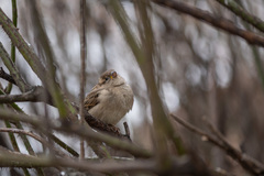Passer domesticus
