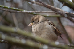 Passer domesticus