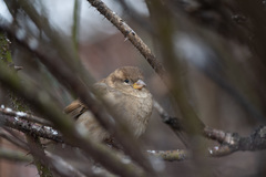 Passer domesticus