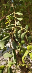 Ziziphus spina-christi