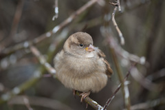 Passer domesticus