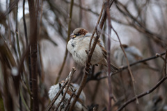 Passer domesticus