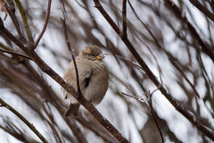 Passer domesticus