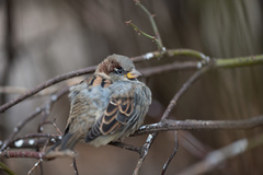 Passer domesticus